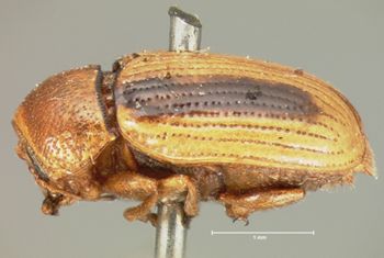 Media type: image; Entomology 9280   Aspect: habitus lateral view